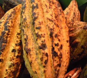 cacao - owoc