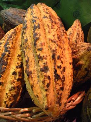 Cacao Białe Kakao